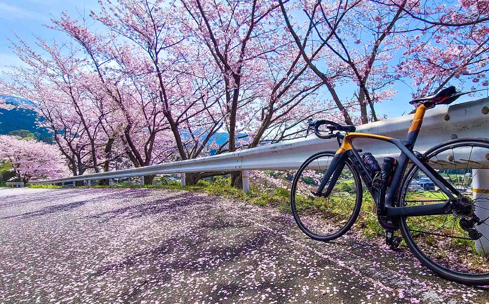 Cherry Blossom (SAKURA 桜) Course