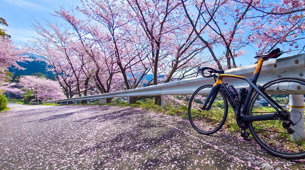 Cherry Blossom (SAKURA 桜) Course