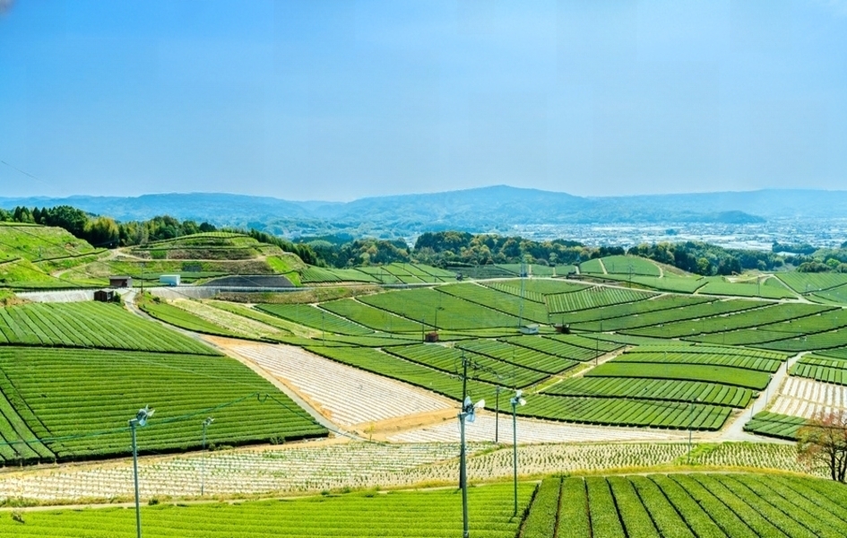 Yame Ride: Tea Fields within the Mountains